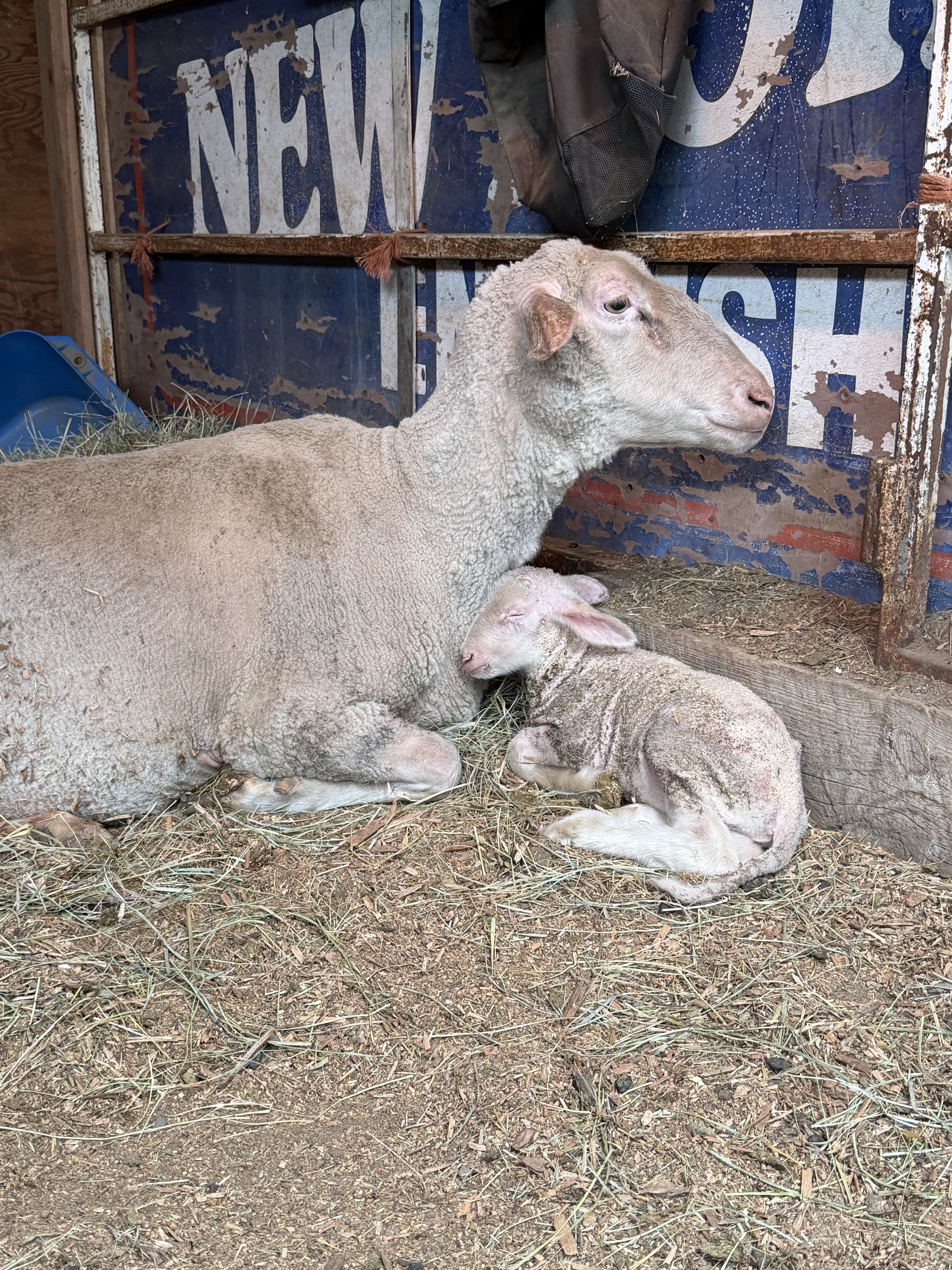 Ewe with newborn twin lambs on The Beartooth Homestead in Billings, Montana